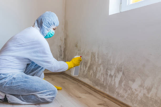 Licensed Mold Testing service in Lumberville, PA - WQB Mold Removal